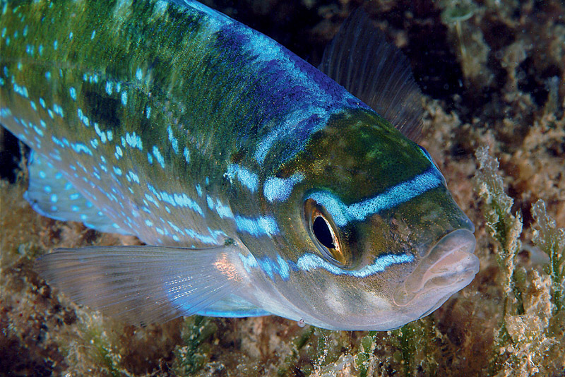 Famiglia Centracanthidae (Schede Identificative)